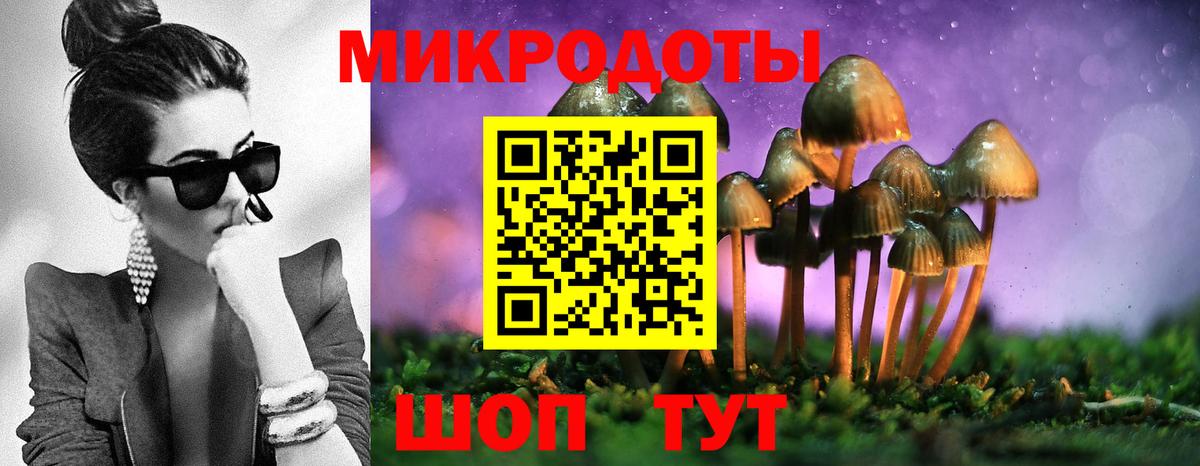 Псилоцибиновые грибы Psilocybine cubensis Владимир